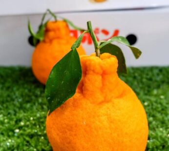 大分”不知火”尖咀柑 禮盒1盒7-10個(約3kg1盒)