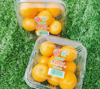 宮崎溫室完熟柑桔 (約250g1盒)